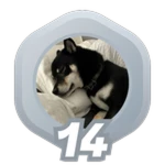 14: Cute Pets