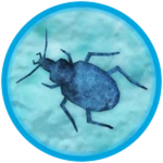 Ancient Bug! 🔍