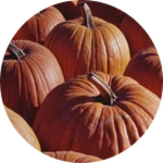 Army of pumpkins [LIMITED]