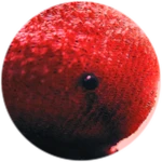 ✓