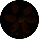 Bloom Breakout