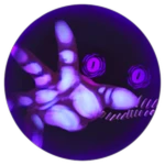 Entity [0]