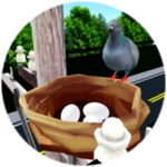 Figety Pigeon