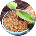 First Plant
