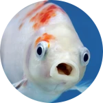 Fishy Business