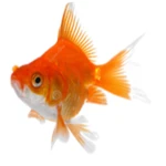 fishy wishy