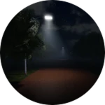 Into the Forest