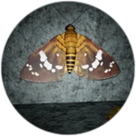 Ooh What a Pretty Butterfly!