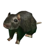 Pest Control