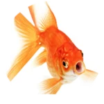 Save Bubba