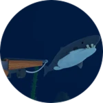 Shark Hunter
