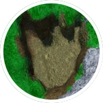 The big footprint