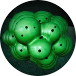 The Fungus