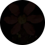 The Withering