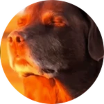 ["TRIP_HAZARD"]