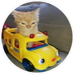 UNLOCK ALL CARS