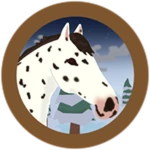 Wild Leopard Appaloosa