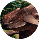 [-45% PRE-ORDER] Ankylosaurus.