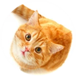 Be A Cat!