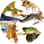 Brainrot Pack