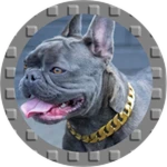 Bull Dog