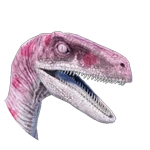Burrow Raptor - Sakura