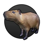 Capybara Pet