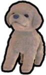 Dog Pet