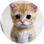 el gato