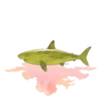 🍣 Golden Shark