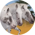 Grullo Few Spot Leopard Western Horse