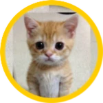 Hire El Gato!