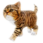 Kitten morph