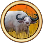 Leucistic Buffalo