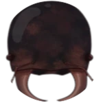 Permanent Beetle Larva
