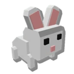 Pet Bunny