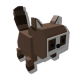 Pet Racoon