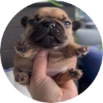 PIBBLE