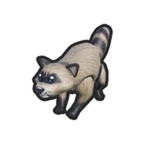 Raccoon Pet