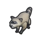 Raccoon Pet