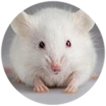 White Mouse
