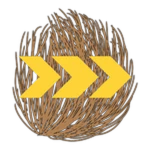 x3 Speed
