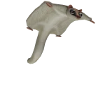 Flying Squirrel Friend