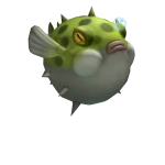 Puffy Puffer Fish
