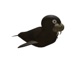 Walrus
